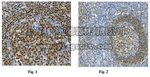 merck millipore,默克密理博,MABN711,Anti-PAX5 Antibody, clone 7D3