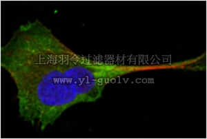 merck millipore,默克密理博,MABN717,Anti-WNT10B Antibody, clone 5A7