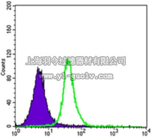 merck millipore,默克密理博,MABN718,Anti-SMAD5 Antibody, clone 3H9