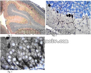merck millipore,默克密理博,MABN71,Anti-GluR2 Antibody, clone L21/32