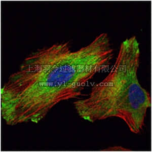 merck millipore,默克密理博,MABN722,Anti-WIF1 Antibody, clone 1G5
