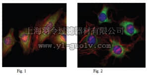 merck millipore,默克密理博,MABN726,Anti-EphB2 Antibody, clone 2D12C6