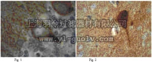 merck millipore,默克密理博,MABN72,Anti-pan-MAGUK Antibody, clone K28/86