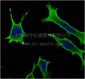 merck millipore,默克密理博,MABN730,Anti-Rab10 Antibody, clone 4E2