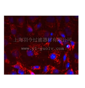merck millipore,默克密理博,MABN737,Anti-OPA1, clone 1OPA-1A8 Antibody