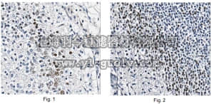 merck millipore,默克密理博,MABN738,Anti-OCT6 Antibody, clone KT110
