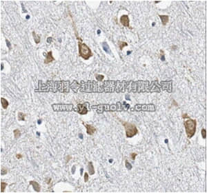 merck millipore,默克密理博,MABN741,Anti-TrpV3 cation channel Antibody, clone N15/4