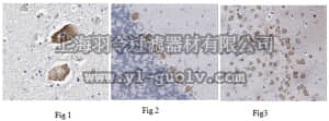 merck millipore,默克密理博,MABN742,Anti-Neuroligin-1, clone 1C9.1 Antibody