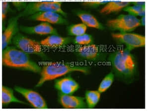 merck millipore,默克密理博,MABN763,Anti-Ubiquilin 2 Antibody, clone 6H9