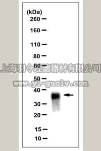 merck millipore,默克密理博,MABN768,Anti-PrP, clone DRM2-118 Antibody