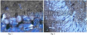 merck millipore,默克密理博,MABN77,Anti-Potassium Channel Kv1.2 Antibody, clone K14/16