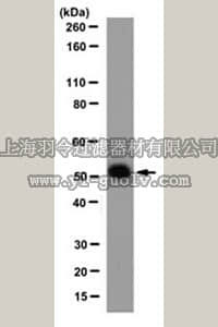 merck millipore,默克密理博,MABN82,Anti-NR1H2 (LXR beta) Antibody, clone 1E1.1