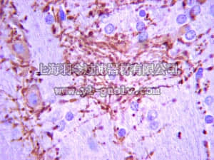 merck millipore,默克密理博,MABN88,Anti-K+/Cl- Cotransporter (KCC2) Antibody, clone N1/12