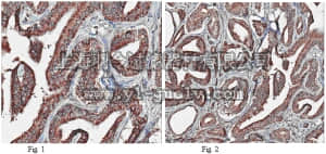 merck millipore,默克密理博,MABN89,Anti-PCTAIRE-1 kinase Antibody, clone 9G10.1