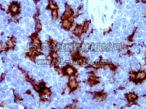 merck millipore,默克密理博,MABN92,Anti-Iba1/AIF1 Antibody