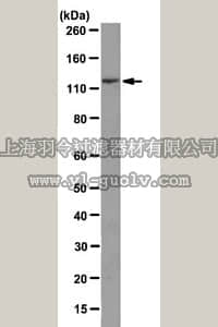 merck millipore,默克密理博,MABN93,Anti-MICAL-1 Antibody, clone M1
