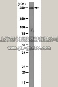 merck millipore,默克密理博,MABN94,Anti-MICAL3 Antibody,clone M3