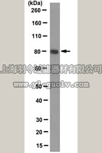 merck millipore,默克密理博,MABN98,Anti-SATB2 Antibody, clone 2B12.2