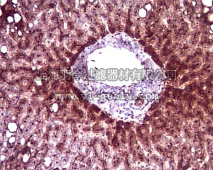 merck millipore,默克密理博,MABS102,Anti-Apolipoprotein H Antibody