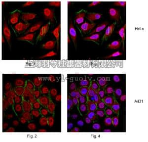 merck millipore,默克密理博,MABS107-I,Anti-Ubiquitin K11 linkage Antibody, clone 2A3/2E6