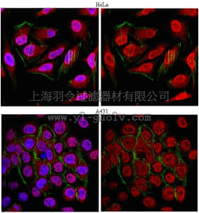 merck millipore,默克密理博,MABS107,Anti-Ubiquitin K11 linkage Antibody, clone 2A3/2E6, rabbit monoclonal