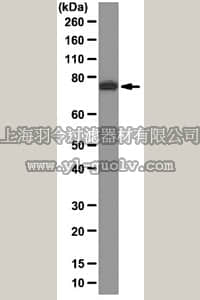 merck millipore,默克密理博,MABS12,Anti-GRK6 Antibody, clone 4B11.2