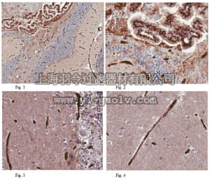 merck millipore,默克密理博,MABS132,Anti-GLUT1 (CT) Antibody, clone 5B12.3