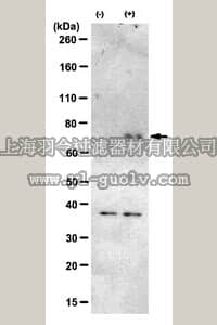 merck millipore,默克密理博,MABS145,Anti-phospho-Sin1 (Ser385) Antibody