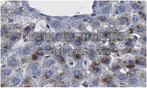 merck millipore,默克密理博,MABS148,Anti-PKLR Antibody, clone 11F12.1
