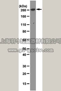 merck millipore,默克密理博,MABS14,Anti-mTOR Antibody, clone F11
