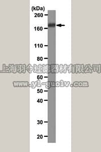 merck millipore,默克密理博,MABS15,Anti-IRS-2 Antibody, clone 9.5.2