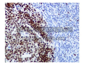 merck millipore,默克密理博,MABS160,Anti-phospho EZH2 (Thr487) Antibody, clone EPR1410, rabbit monoclonal