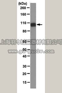 merck millipore,默克密理博,MABS164,Anti-SHPS-1 Antibody, clone P84