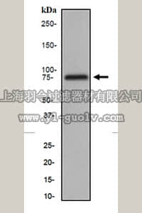 merck millipore,默克密理博,MABS167,Anti-Dab1 Antibody, clone EP2248Y, Rabbit,MABS167