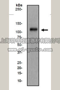 merck millipore,默克密理博,MABS168,Anti-Dab2 Antibody, clone EP2297Y, Rabbit,MABS168