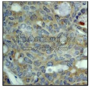 merck millipore,默克密理博,MABS169,Anti-ERK3 Antibody, clone EP1720Y, Rabbit,MABS169