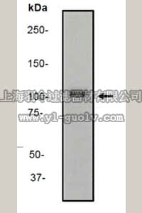 merck millipore,默克密理博,MABS170,Anti-ERK5 Antibody, clone EP791Y, Rabbit,MABS170