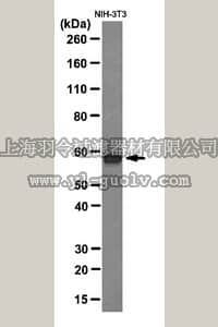 merck millipore,默克密理博,MABS179,Anti-Thioredoxin Reductase 2 Antibody, clone 1C4