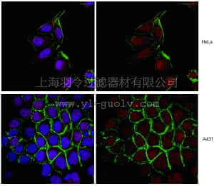 merck millipore,默克密理博,MABS17,Anti-Ubch9 Antibody