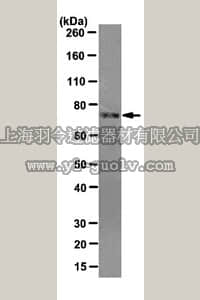 merck millipore,默克密理博,MABS180,Anti-CHFR Antibody, clone 10