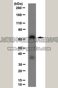 merck millipore,默克密理博,MABS182,Anti-HOP Antibody, clone 17E8.1