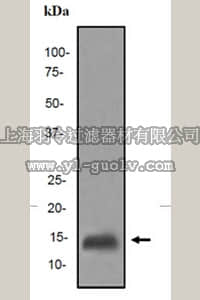 merck millipore,默克密理博,MABS184,Anti-FABP7 Antibody, clone EPR4000, Rabbit,MABS184
