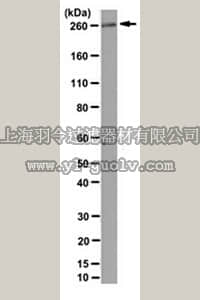 merck millipore,默克密理博,MABS190,Anti-ROS1 Antibody, clone 20C2.1
