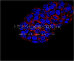 merck millipore,默克密理博,MABS192,Anti-IGF-IR Antibody, clone αIR3 (Azide Free)