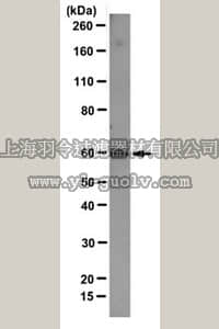 merck millipore,默克密理博,MABS193,Anti-v-Src Antibody, clone 327