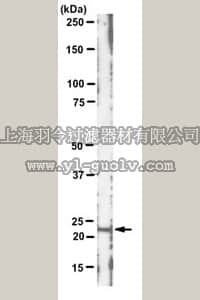 merck millipore,默克密理博,MABS194,Anti-c-K-Ras Antibody, clone 234-4.2