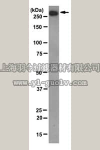 merck millipore,默克密理博,MABS196,Anti-mTOR/FRAP Antibody, clone 22C2