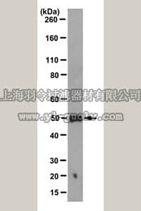 merck millipore,默克密理博,MABS197,Anti-PTP1B Antibody, clone FG6-1G