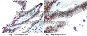merck millipore,默克密理博,MABS19,Anti-Cytochrome P450 1A1 Antibody, clone 17D7.1
