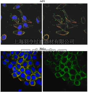merck millipore,默克密理博,MABS21,Anti-PORCN Antibody, clone 15G12.1